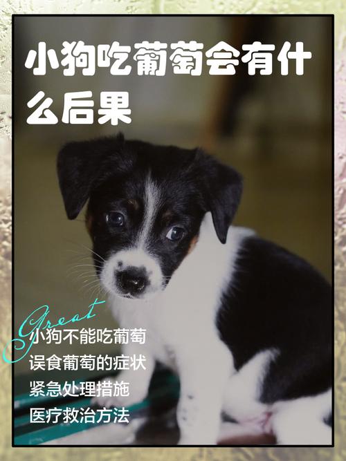 狗狗能吃葡萄吗