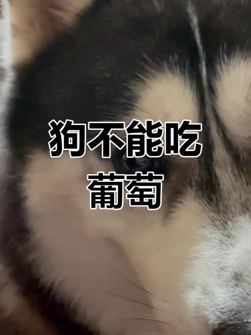 狗可以吃葡萄吗?