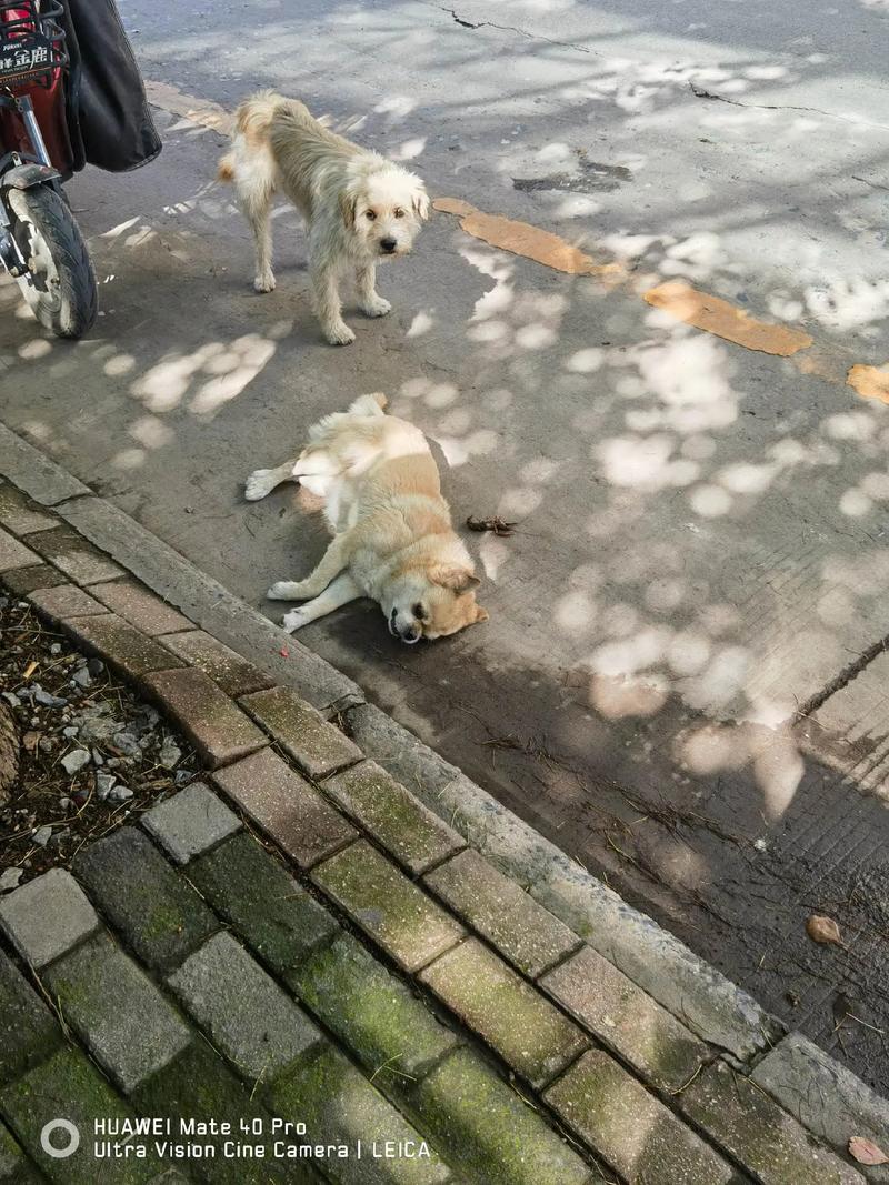 狗狗肺炎可以喂云南白药吗