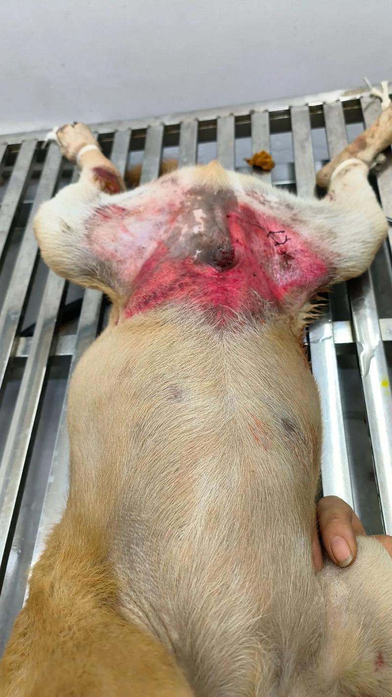 狗狗伤口可以抹云南白药吗