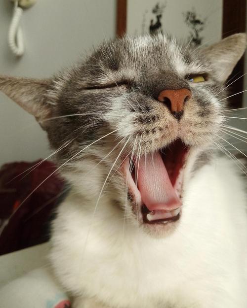 猫咪经常打喷嚏但精神很好