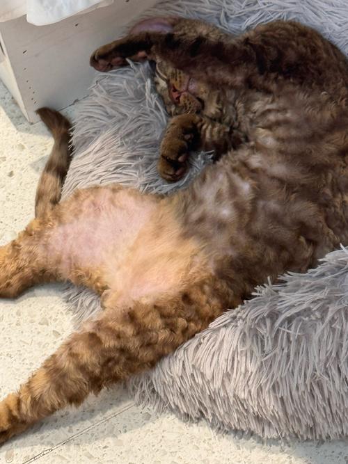 猫咪在10度左右的屋里过夜会冻死吗?