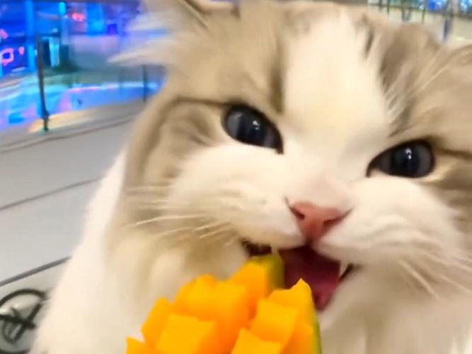 猫咪忌吃什么食物