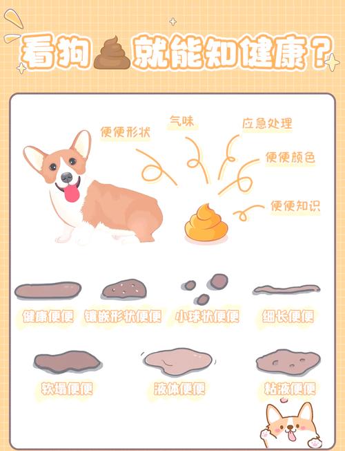 拉在塑料袋的屎怎么处理