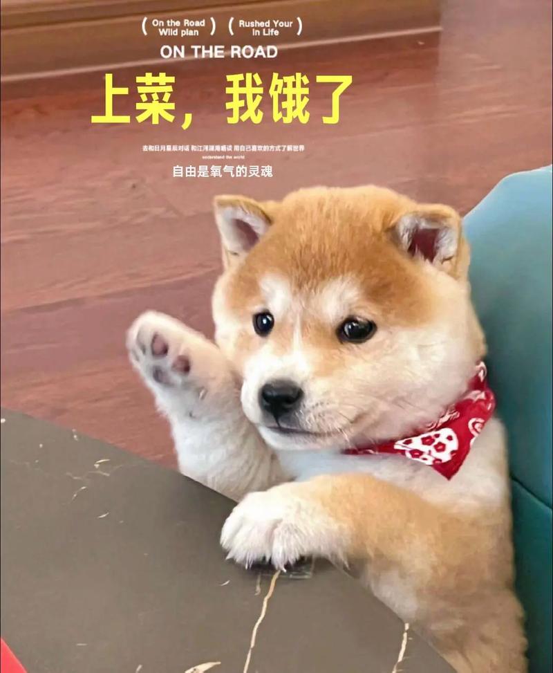 狗可以吃饭吗不要长期给狗狗喂食米饭!