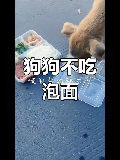 狗狗吃了少量的方便面会有事吗?