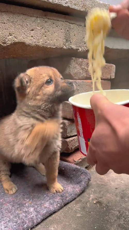 狗狗爱吃方便面,可以煮了不发调料给它吃吗,牛奶煮可以吗