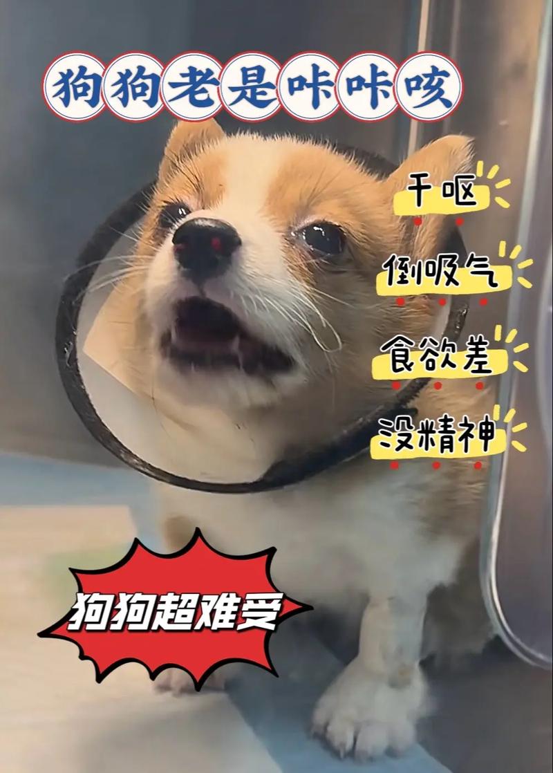 狗狗得了犬窝咳怎么治