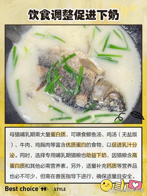 猫咪吃什么催奶