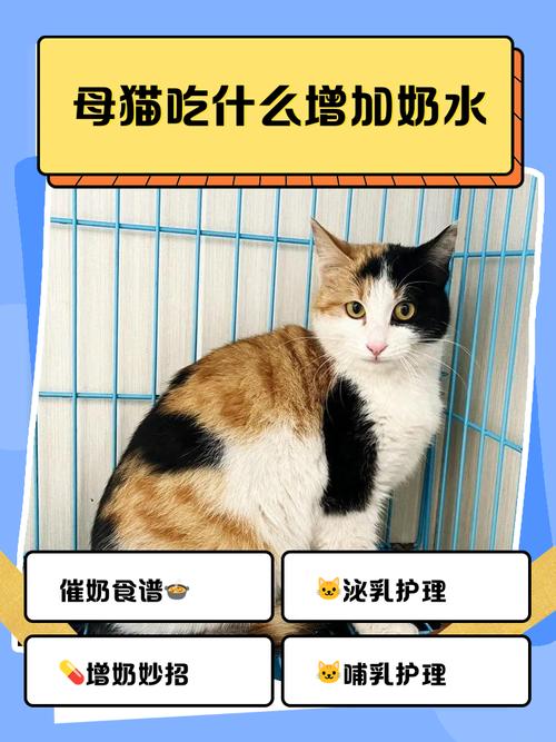 猫咪下完崽吃什么催奶