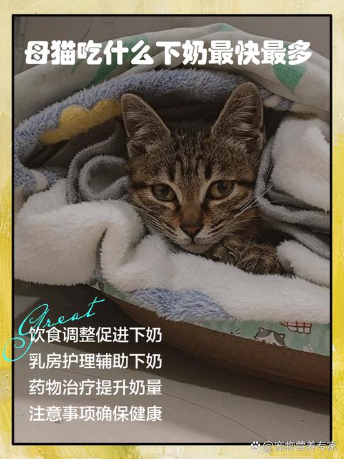猫吃什么奶水多