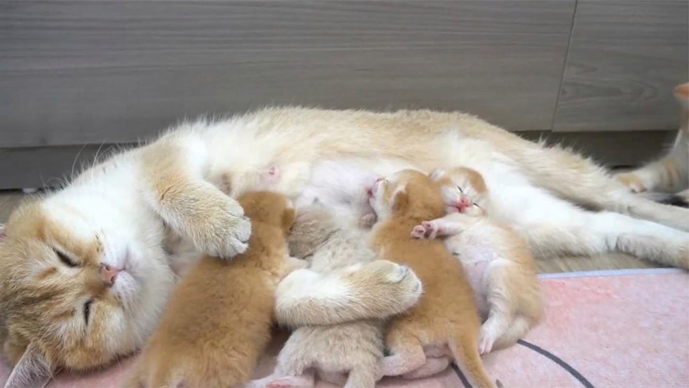 猫咪产后吃什么催奶?