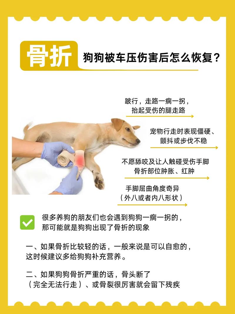 狗狗被压伤后怎么办?