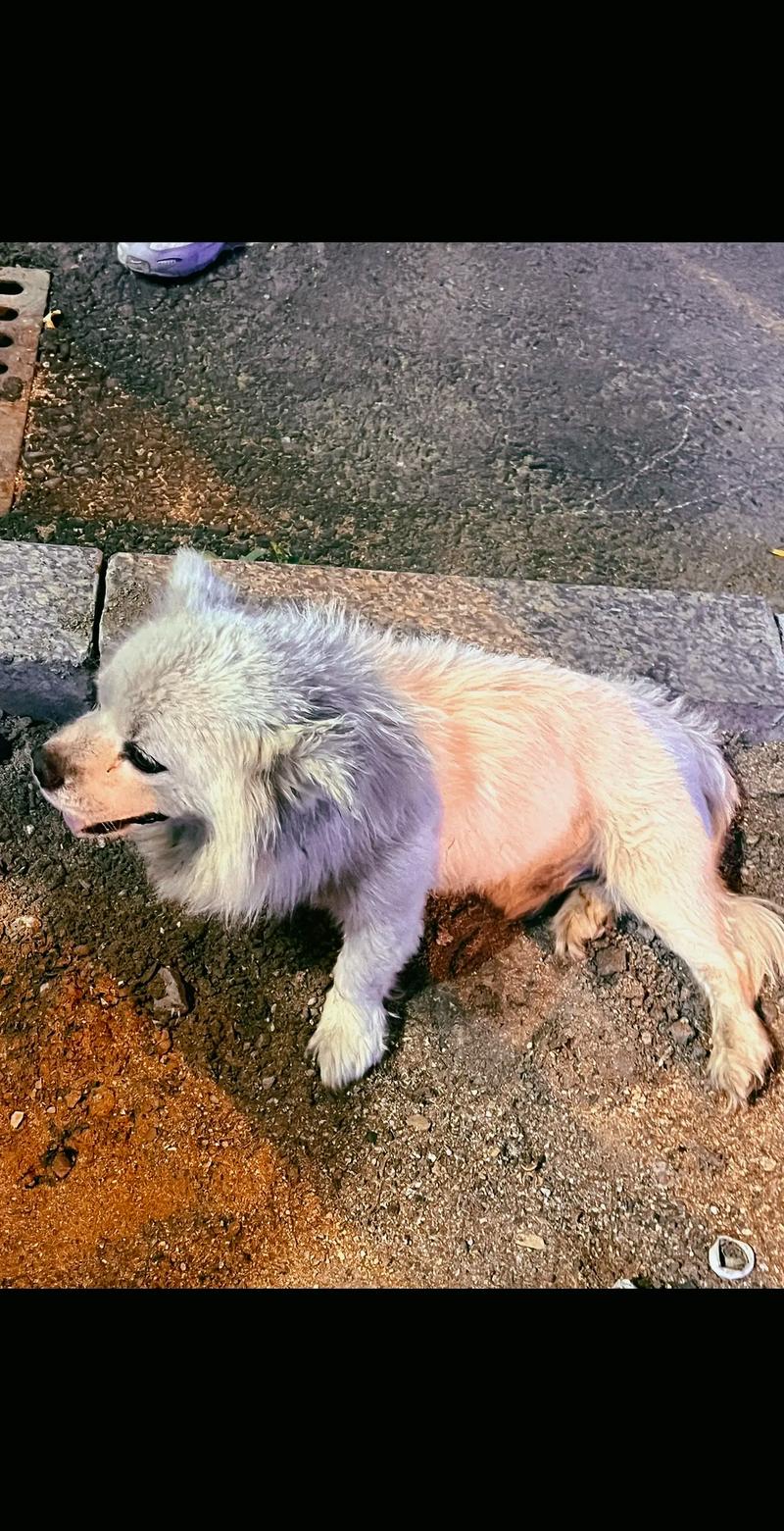 小狗被车压到,肚子鼓起一个大包怎么办。急急急,救我狗狗啊!