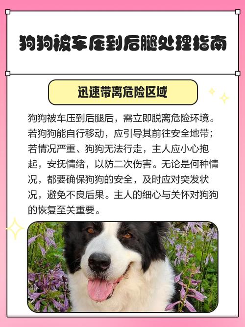 请问一下我家狗狗今天早上被小车压到了,后腿有一条不会断也不会出血...