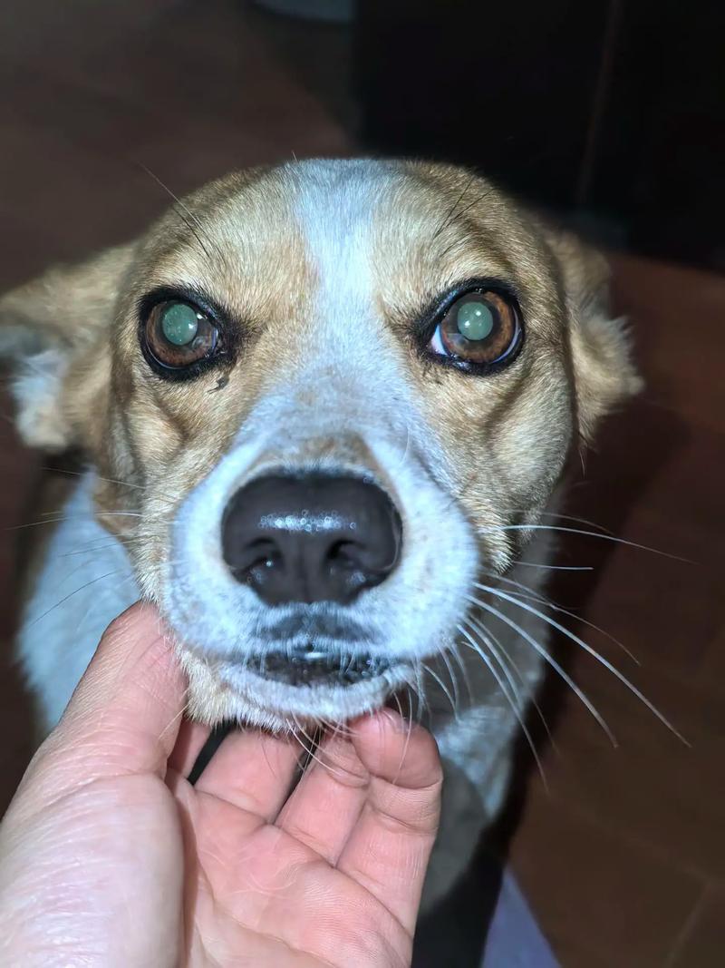 狗狗拉稀吃蛋黄管用吗