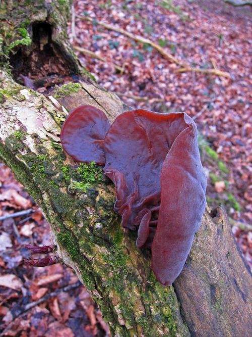 狗狗能吃银耳吗?