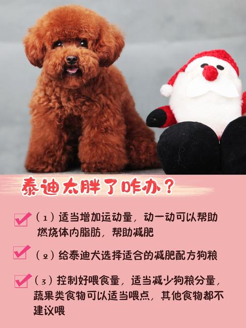 泰迪太瘦了怎么养胖