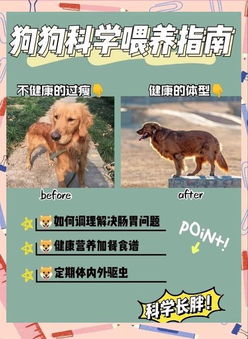 狗狗吃什么长胖又壮