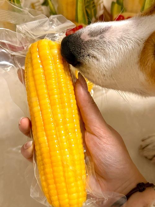 小狗狗可以吃煮熟的玉米吗