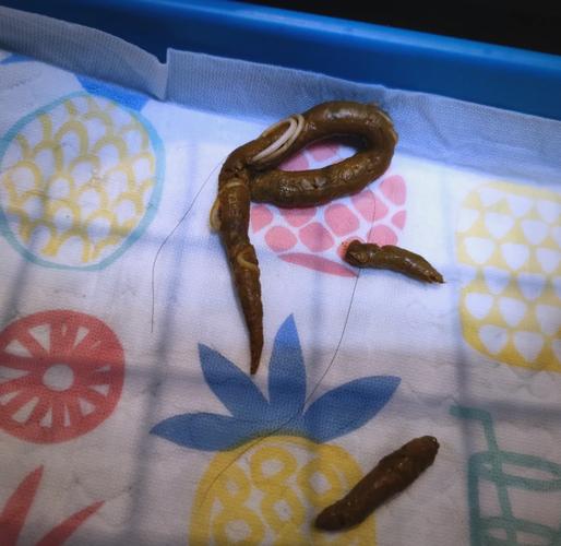 给狗狗驱虫后又拉出虫子是怎么回事?