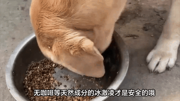 狗狗可以吃雪糕吗