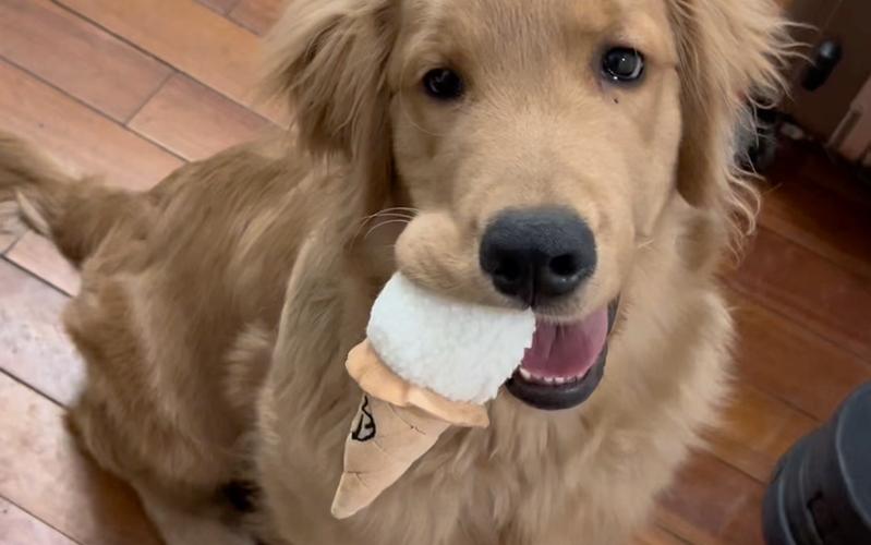 夏天狗狗可以吃冰棍吗