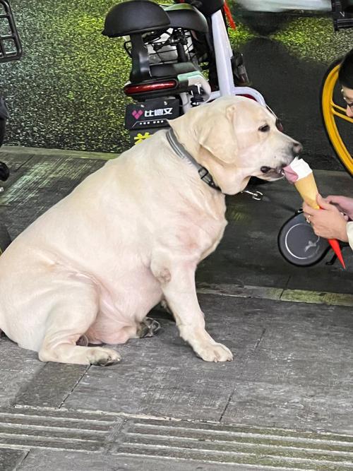 狗狗可不可以吃雪糕