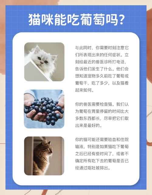 猫可以吃葡萄吗,为什么?
