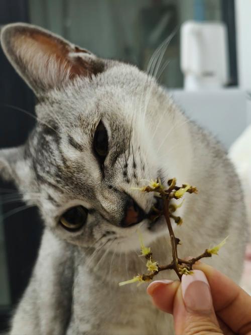 猫咪吃了一点点葡萄有事吗