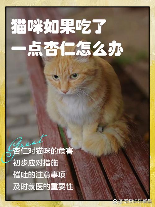 为什么比较好不要给猫咪喂食坚果?