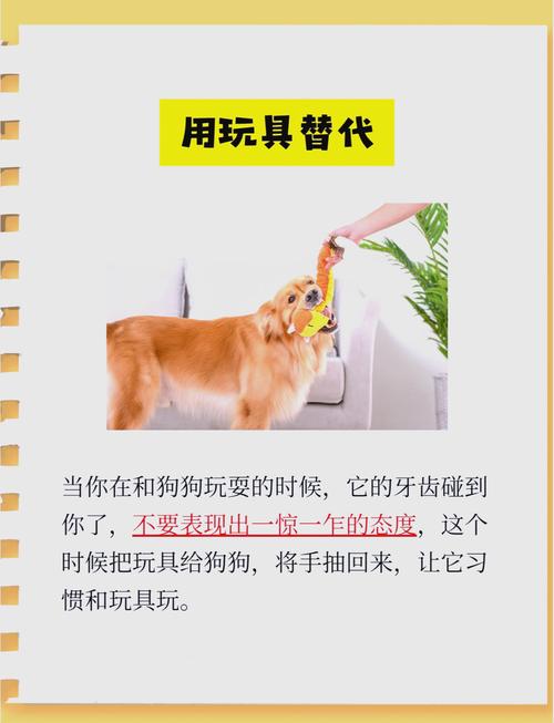 怎么训练狗不咬人