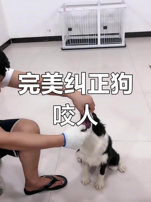 小狗狗乱咬人怎么办