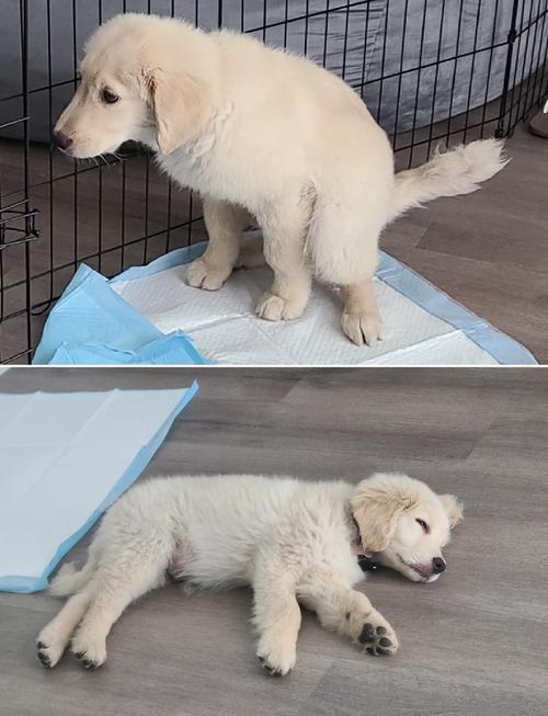 狗狗几个月可以控制自己的大小便