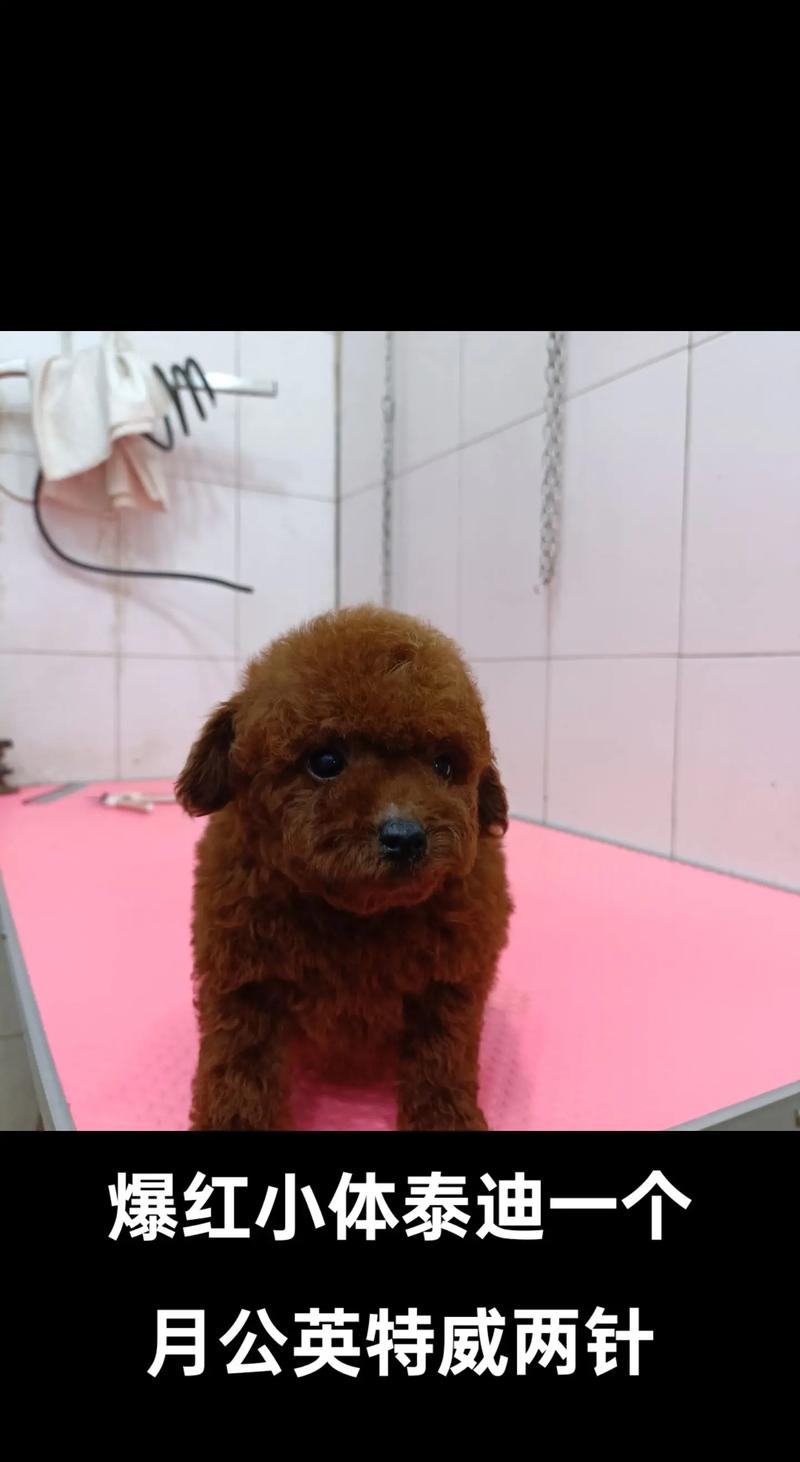 我家泰迪买了快一个月了,打了2联和4联英特威疫苗,但是疫苗还没有打...