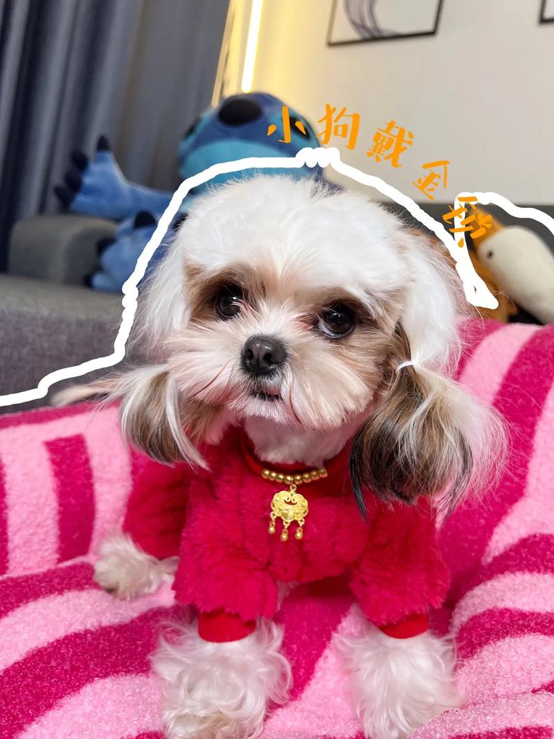 狗狗带铃铛影响听力吗