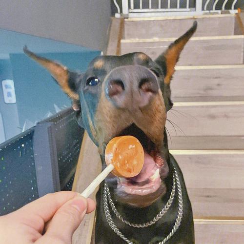 狗狗为什么不能吃糖