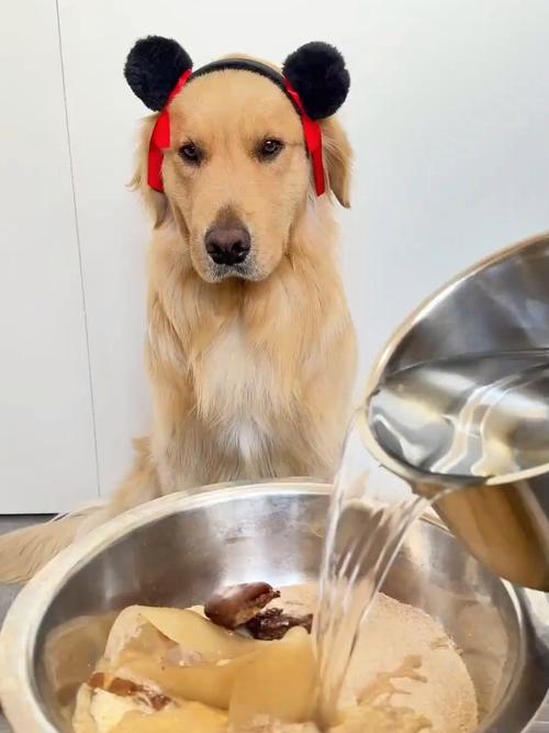 狗狗为什么不吃猪皮