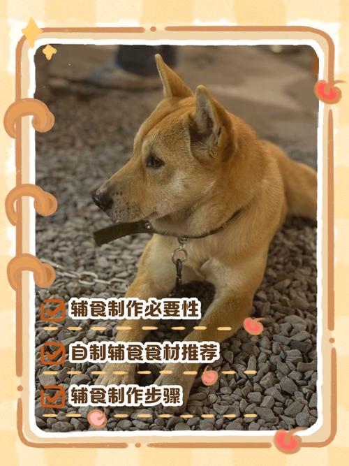 两个月的中华田园犬可以吃猪皮吗?