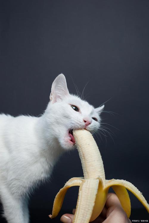 猫为什么喜欢吃香蕉