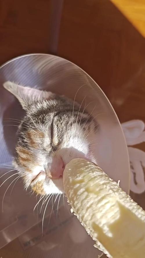我家猫不吃香蕉,如何才能让他吃香蕉?