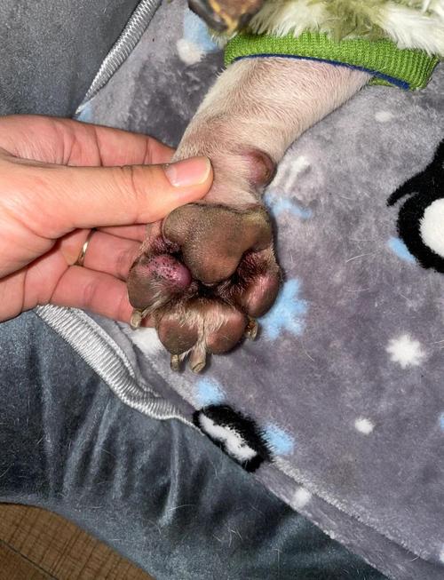 狗狗为什么会出现脚肿