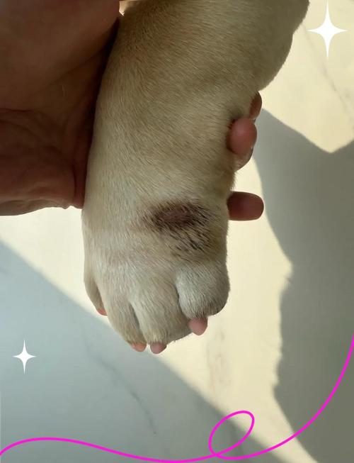 为什么狗狗临死脚肿