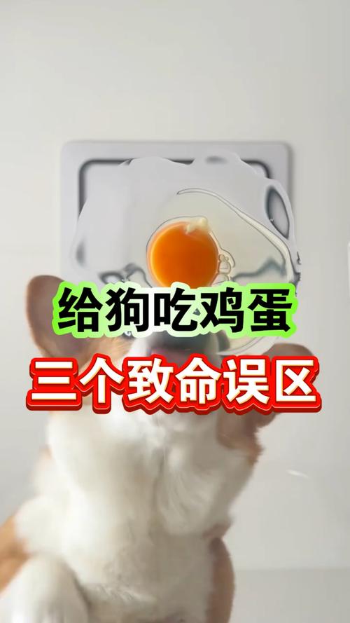 狗狗吃鸡蛋有哪些误区呢?