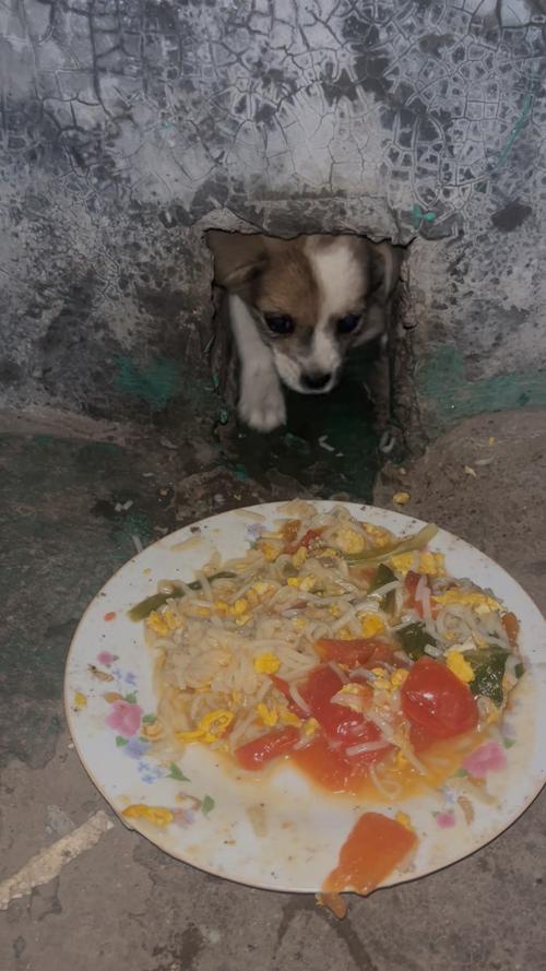 狗狗可以吃大米饭炒鸡蛋吗