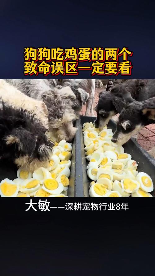 炒鸡蛋狗狗能吃吗