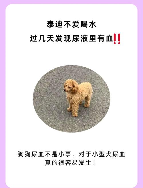 狗狗反复尿血,该怎么照顾?