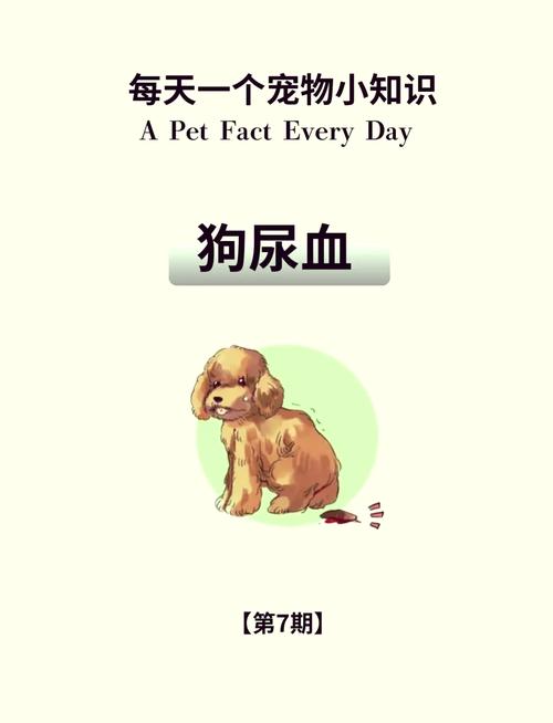 狗狗尿血的原因和治疗方法