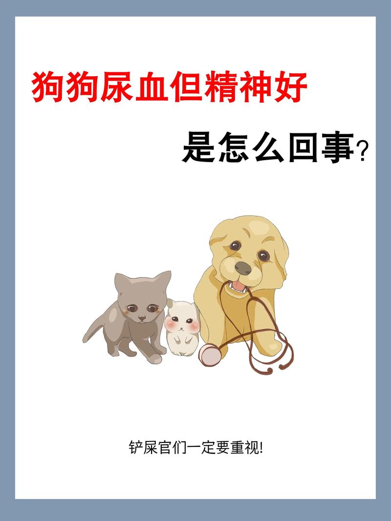 狗狗长期尿血但是精神正常该怎么办?