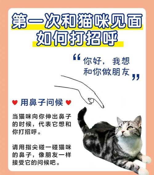 猫会和人打招呼吗?